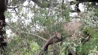 Lion Playing On Tree