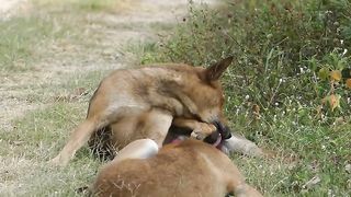 Dogs_Dog_Traditional_Meetings