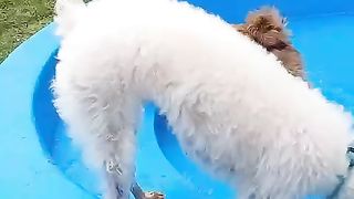 Playing with doggies ????????????????????