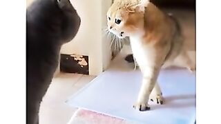 Funny video