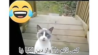 Funny video