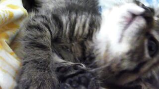 A Funny Little Kitty Vedio