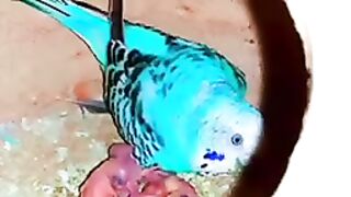 australian parrots breeding tips