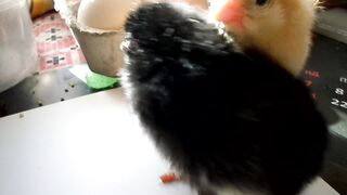 First hours of life of 2 chickens white and black.