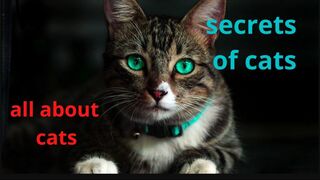 Secrets of Cats that you didn't even know about