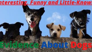 All about dogs | Interesting, funny and little-known Facts about Dogs