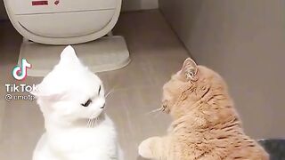 Какие милые