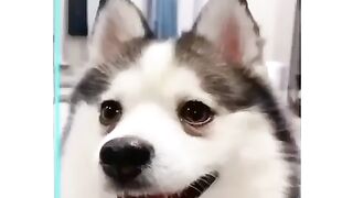 Funny dog is intik tok
