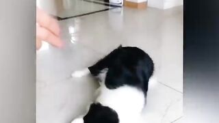 Смешные видео с кошками ???? часть 1