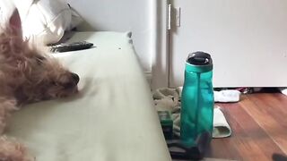 Приколы с животными 6