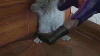 Funny animal moments compilation #1