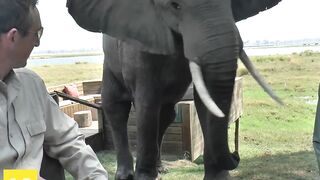 Top 10 INTENSE Wild Animal Encounters!