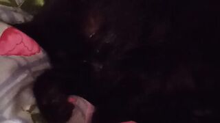 Котик 5
