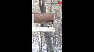 белка в ТОльяттинском лесу