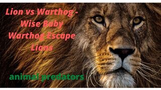 Lion vs Warthog - Wise Baby Warthog Escape Lions