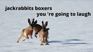 Hares boxers you 'll laugh