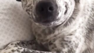 Собачки 2