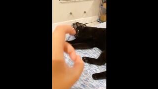 Tik Tok FUNNY MOMENTS #28