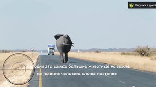 Великі тварини слони