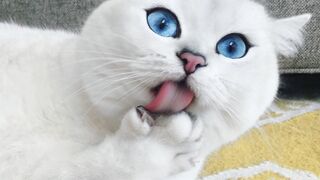 Моя любимка