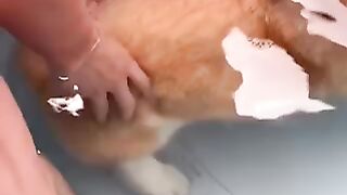 Funny dog swimming