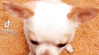 Милашка)