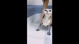 Забавные моменты с милыми котятками