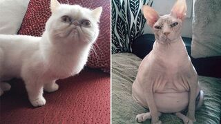 Приколы про кошек 2