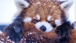 Приколы про животных