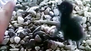 Маленький комочек милоты.