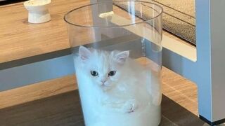 Свежие приколы про кошек