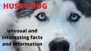 unusual and interesting facts and information HUSKY DOG