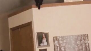 funny pet