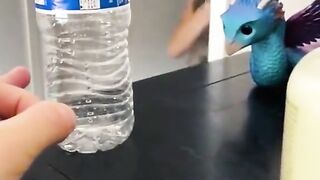 funny videos