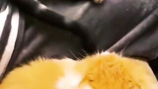 pets funny video