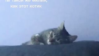 Ты такой же мылий как етот котик?