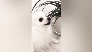 Смешные животные 2 2