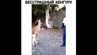 Прораб КЕНГУРУ наказывает ленивого работника