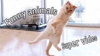 Best Funny Cat Videos Funniest Cats Funny Animal Videos Funny animals