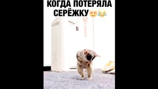 Приколы котов