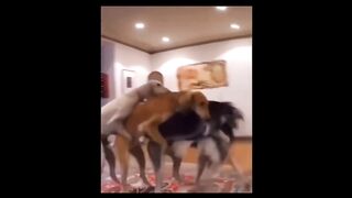 Tik Tok FUNNY MOMENTS #1002