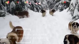 Собака і шоколад