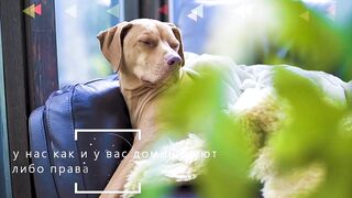 Сни у собак