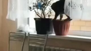 Я там пересаживать начал...))))