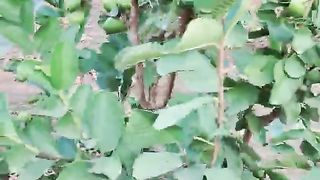 Guava