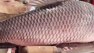 Fish cutting highly expert