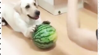 Funny Cute Cats Viral Clips????|| Best #funny Cats #shorts Video????|| #trending #animals. . . .