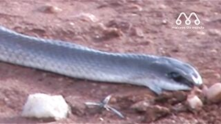 MAMBA NEGRA ATACA LEÃO ????#videocurto #mundoanimal