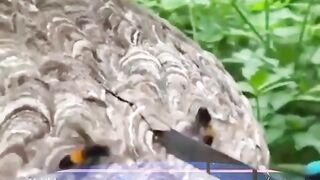 Natural Video on this earth ????