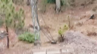 Murree